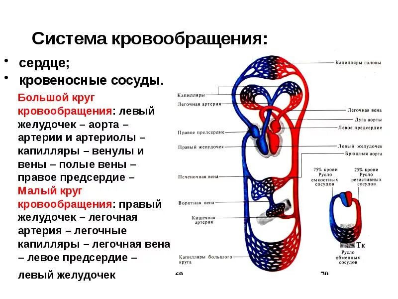 Сосуды вопрос ответ