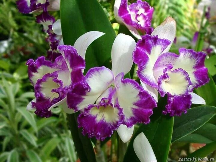 Орхидея катрина. Орхидея фаленопсис акварель. Orchid авторов. Orchid авторов. Орхидея катрина.