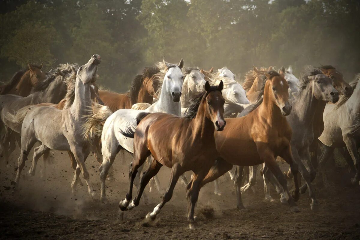 Большой табун лошадей. Табун лошадей. Табун красивых лошадей. Где больше лошадей. Численность лошадей в мире.
