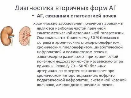 Паренхима почки в норме