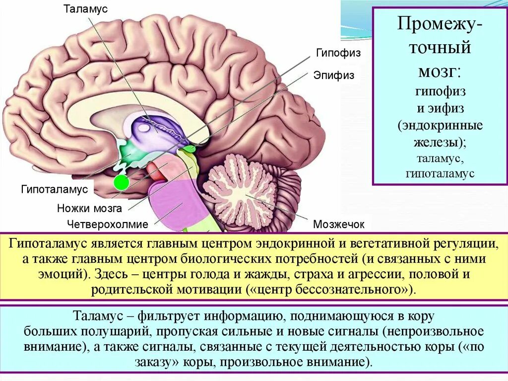 Функции гипоталамуса промежуточного мозга. Промежуточный мозг строение гипофиз. Промежуточный мозг таламус гипоталамус функции. Гипоталамус гипофиз эпифиз.