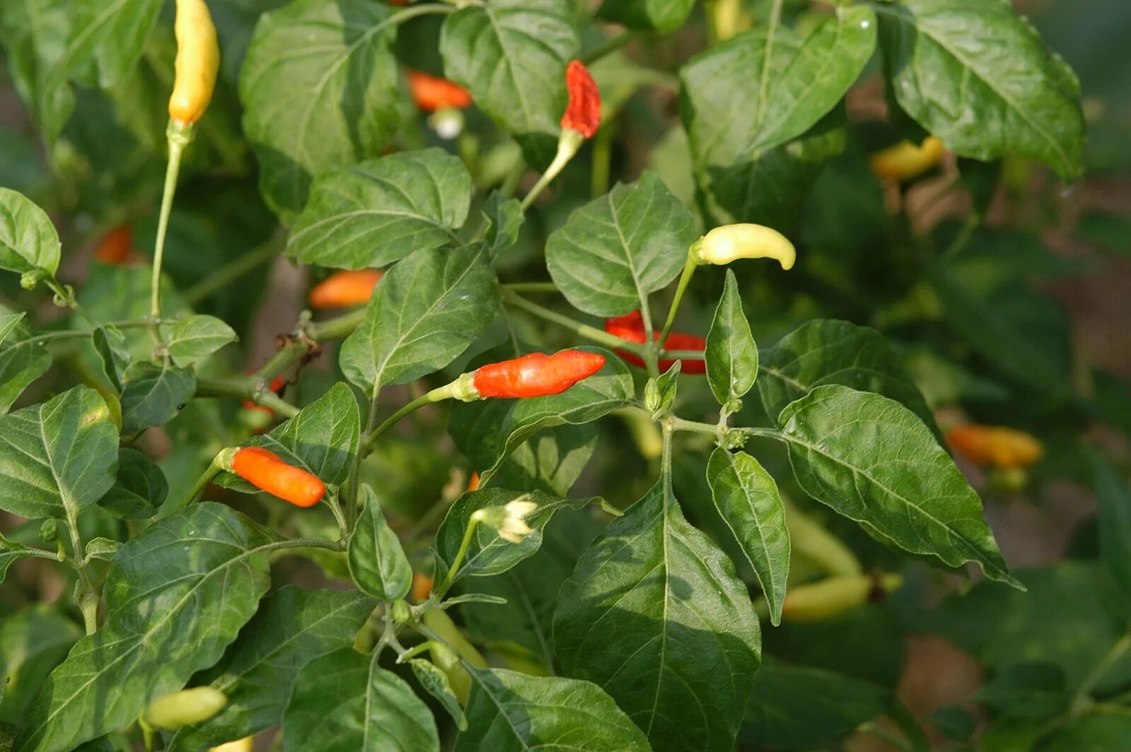 Капсикум кайенский. Перец сорт Capsicum frutescens. Перец огонек кайенский. Горький перец кайенский острый. Перец группа растений