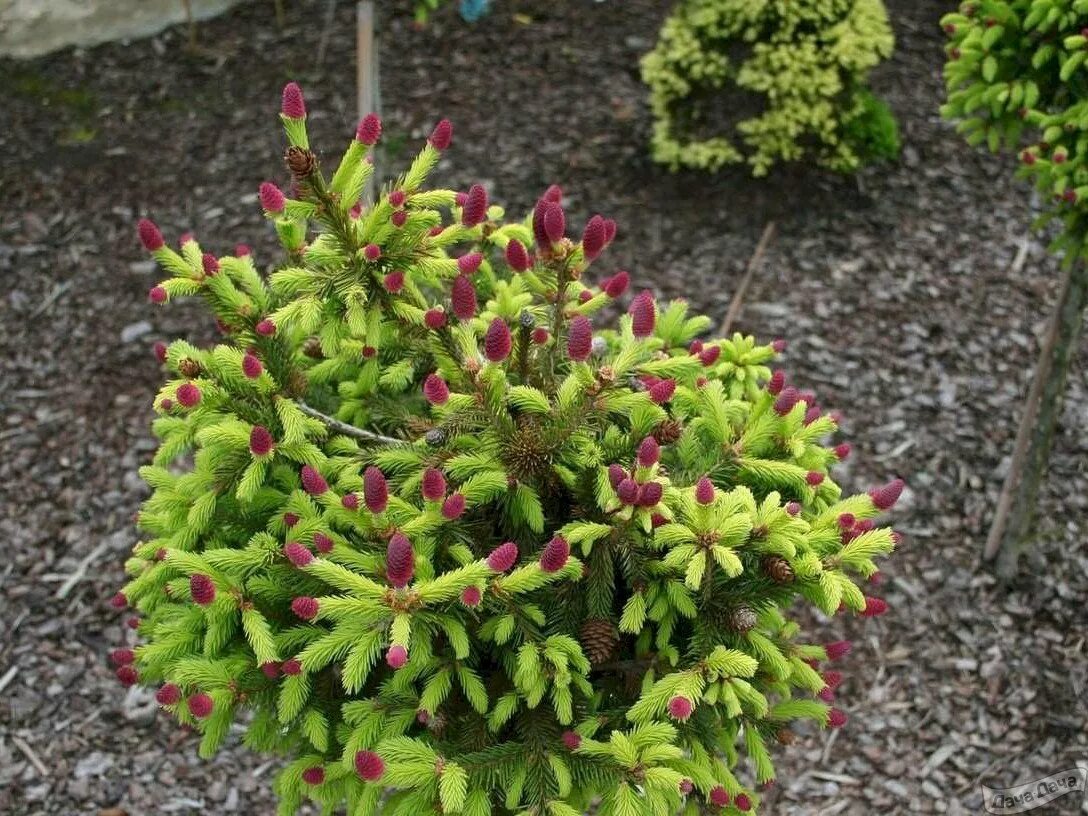 Picea abies (ель обыкновенная) 'pusch'. Ель пуш. Ель обыкновенная пуш. Ель пуш. Ель обыкновенная акрокона.