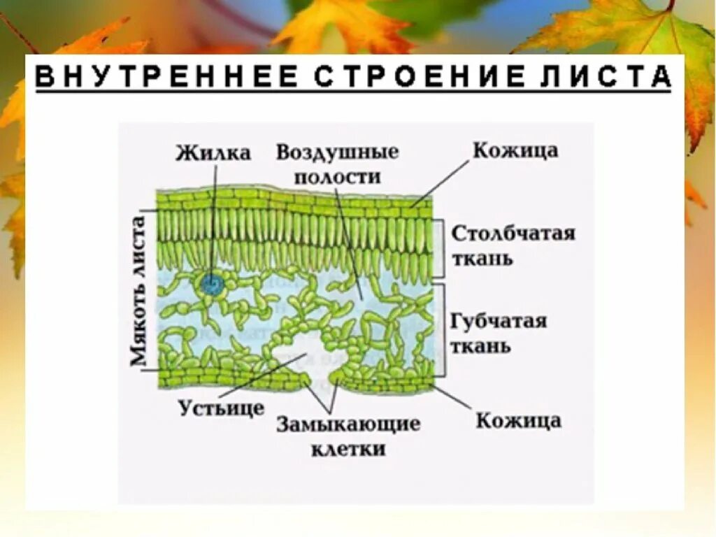 Слой клеток листа. Мякоть листа мезофилл. Схема внутреннего строения листа. Мезофилл листовой пластинки. Внутреннее строение листа ткани.