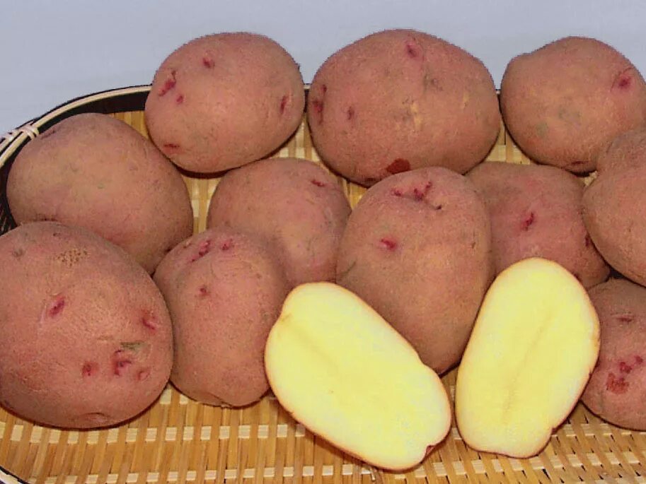 Картофель под соломой. Сорта: Зекура, Симфония, Киевский свитанок, Криница. 2014