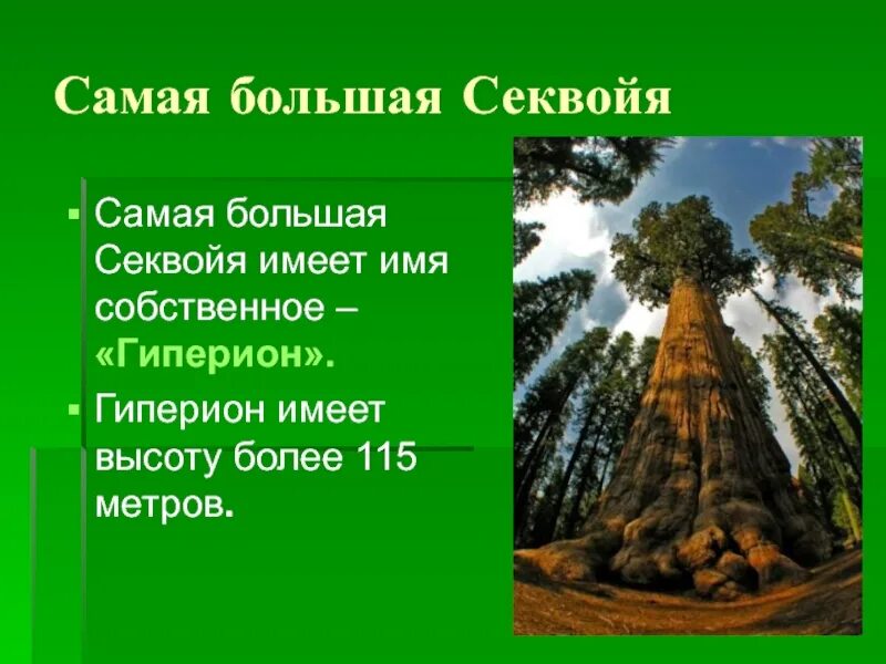 Имеющие высоту. Секвойя 115 метров. Секвойя доклад. Сообщение о дереве Секвойя. Презентация на тему Секвойя.