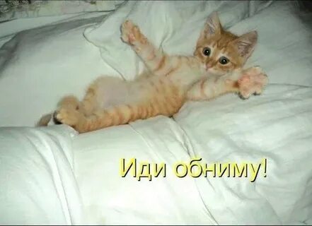 Дай обниму картинки