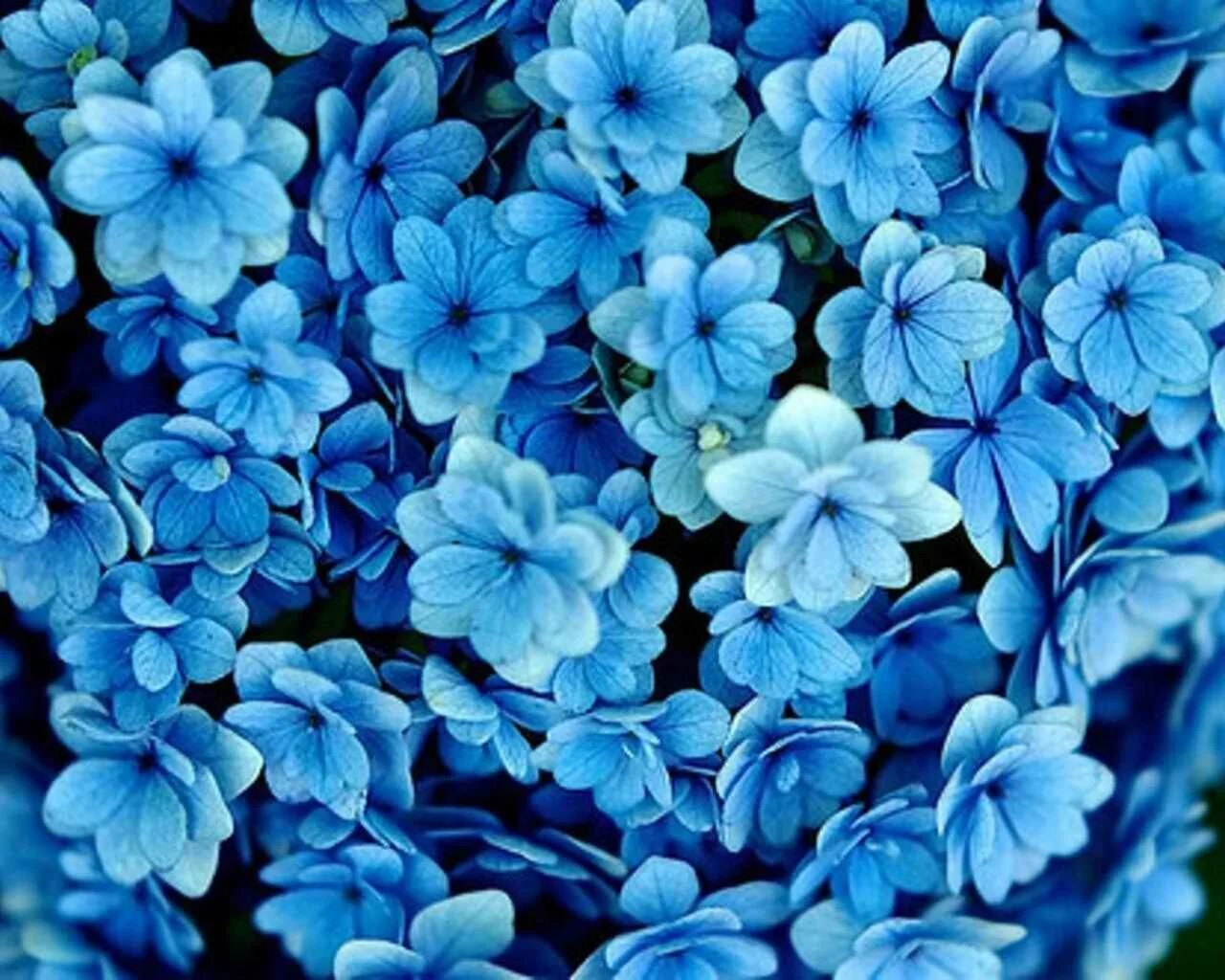 Прошу синими. Блуе Фловер. Синие цветы. Синий цвет. Ярко голубые цветы.