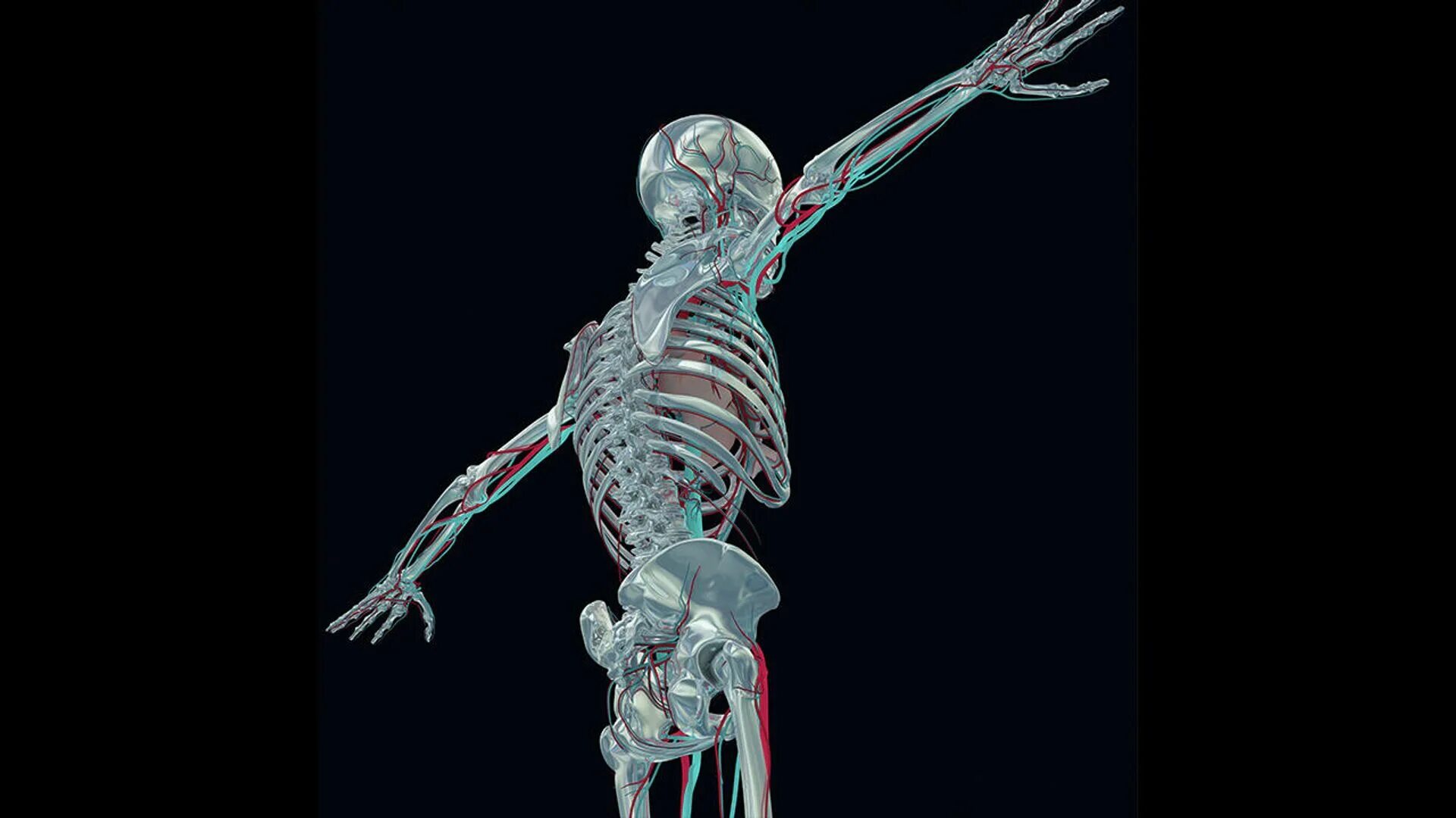 Скелет. Скелет современного человека. Скелет 3д.