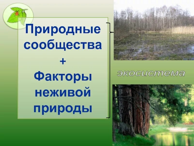 Какие природные сообщества встречаются в природе