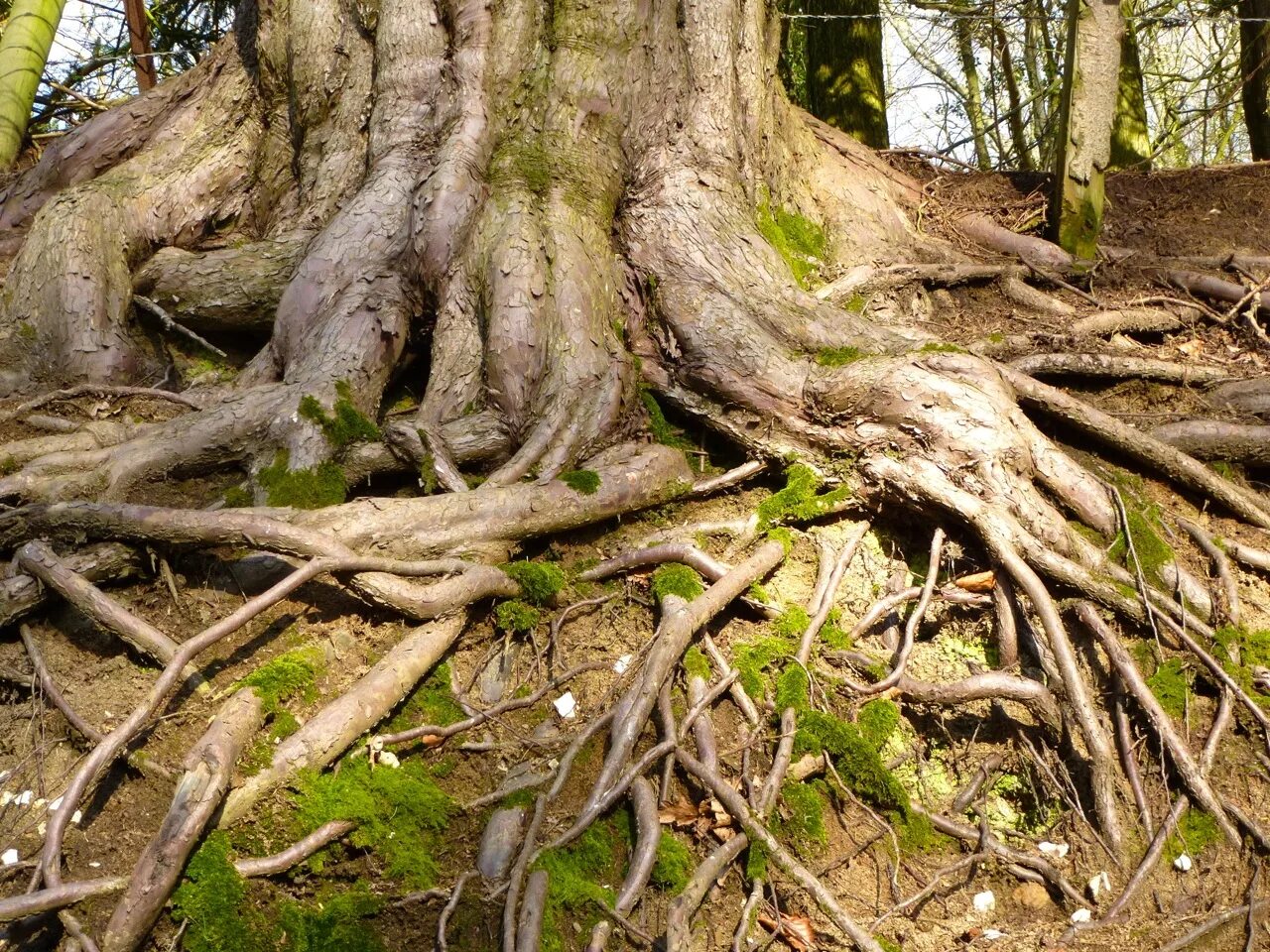 Rooted Tree. Квадратный корень дерева. Корень ясеня фото. Sharp Tree roots. Root support