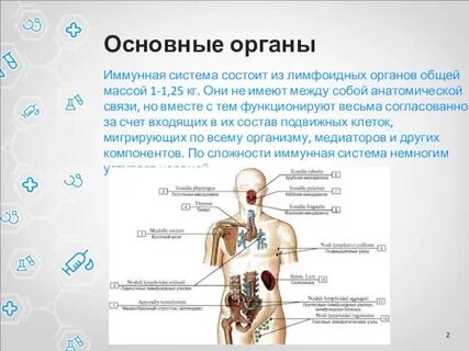 Лимфоидные органы