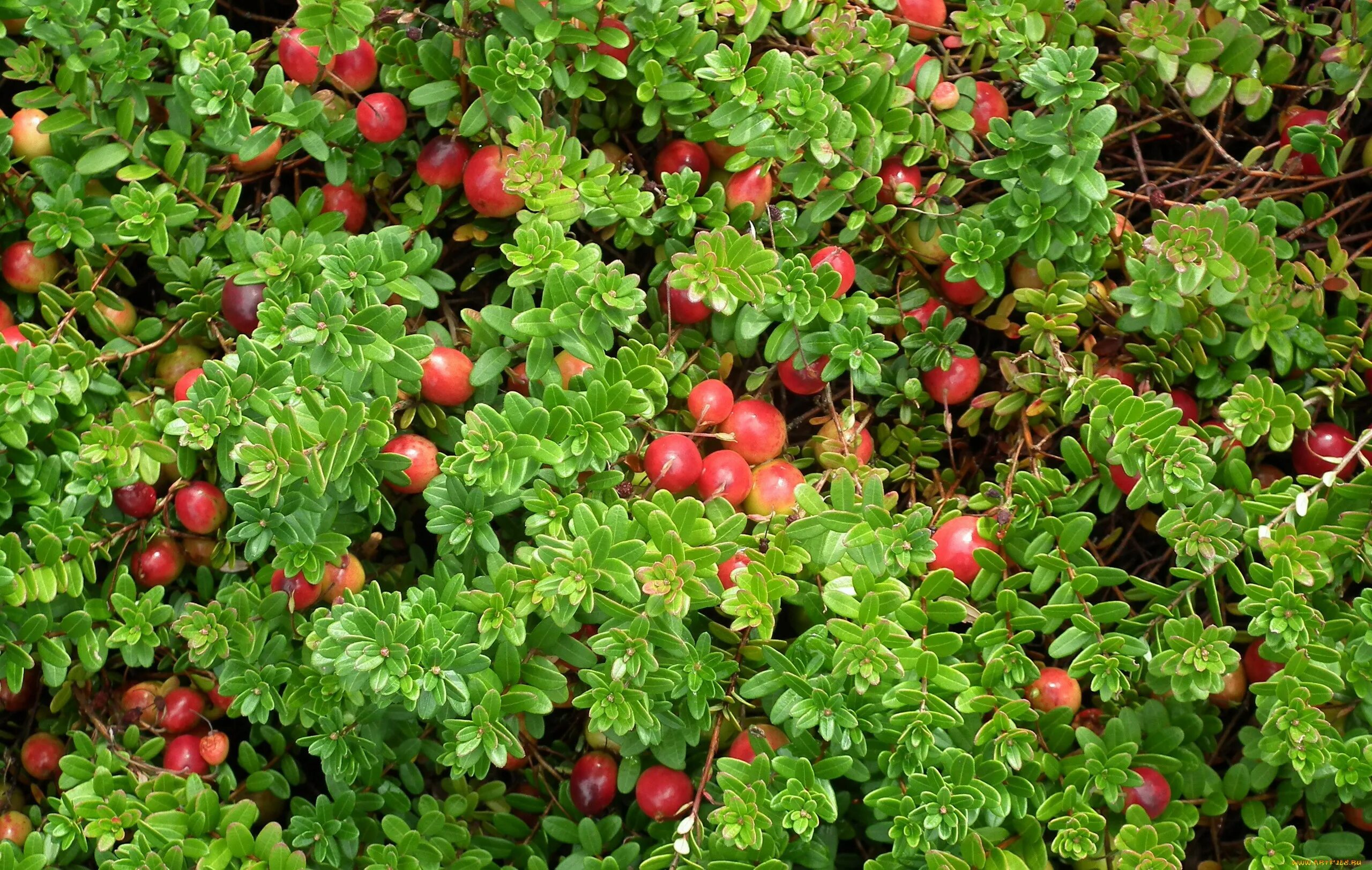 Клюква кустарник. Клюква кустарничек. Куст брусники. Брусника и клюква Эстетика.