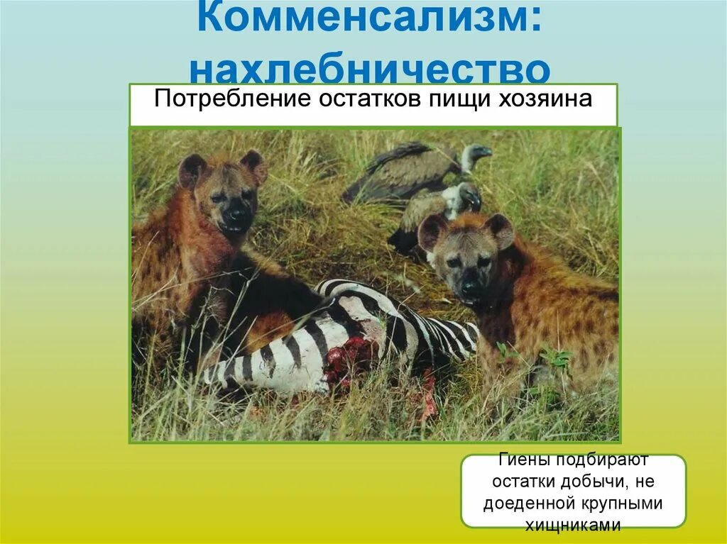 Нахлебничество в биологии примеры. Комменсализм сотрапезничество. Комменсализм нахлебничество. Биотические связи нахлебничество. Нахлебничество вид взаимоотношений.