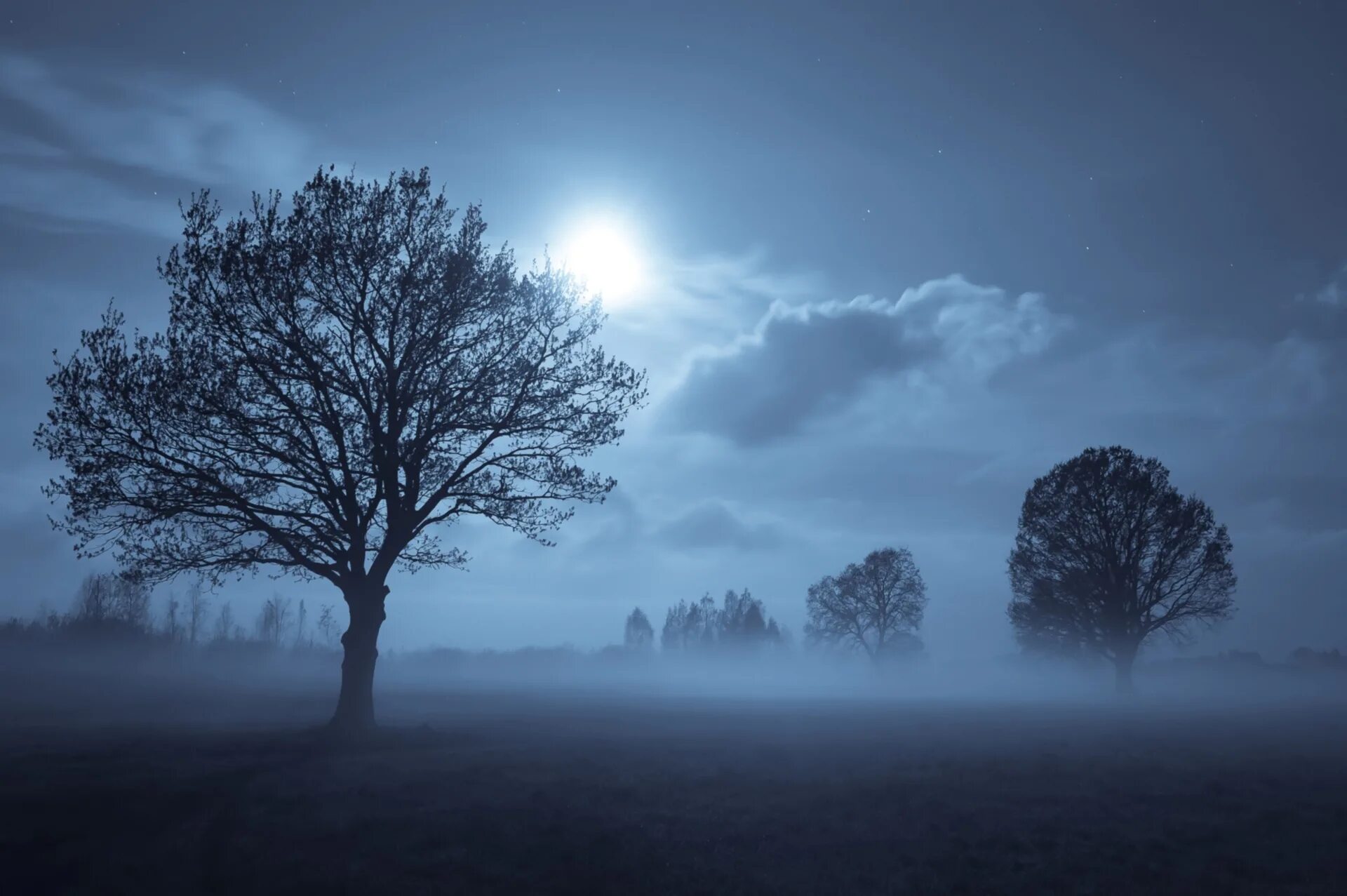 Седая ночь в каком. Дерево ночью. Луна в тумане. Ночной пейзаж с деревьями. Луна и дерево.