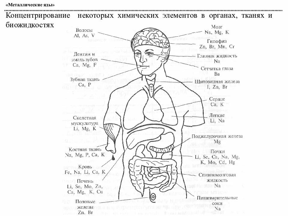 Элементы в теле человека. Химические элементы в организме человека. Химические элементы в теле человека. Топография химических элементов в организме человека. Орагены химические элементы.