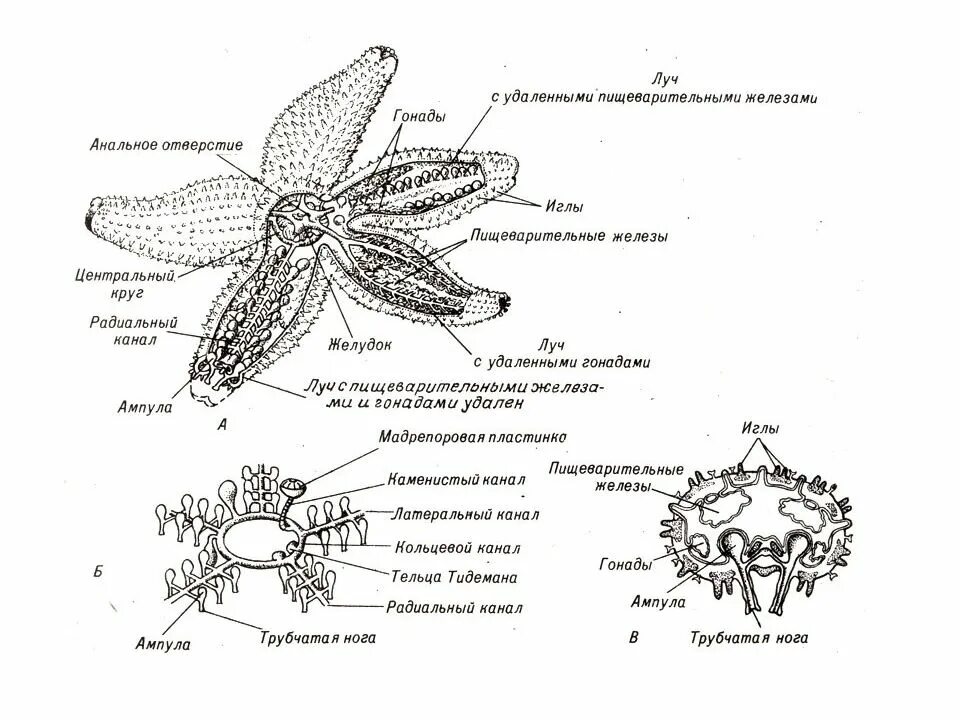 Строение морской звезды иглокожие. Амбулакральная система морской звезды схема. Тип иглокожие внутреннее строение. Пищеварительная система иглокожих схема.