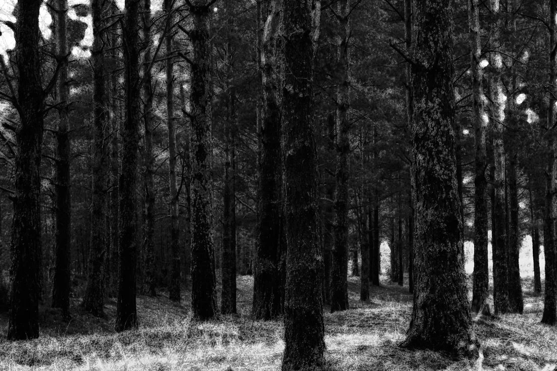 Самый черный лес. Черно белый лес. Лес чёрно белое фото. Лес в черно белом стиле. Лес черно белая картинка.