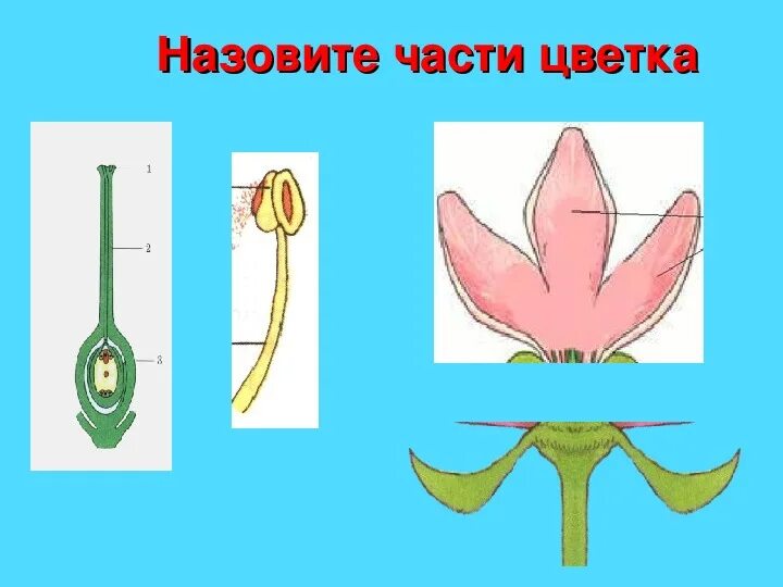 Строение цветка 7 класс. Функции цветка 6 класс. Части цветка и их функции. Строение цветка пшеницы.