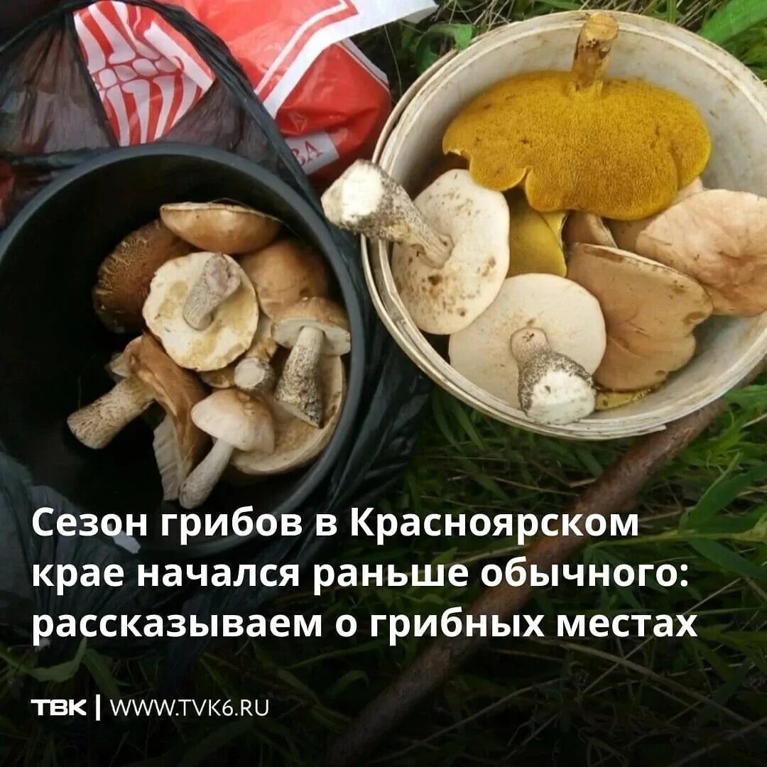 Ядовитые грибы красноярского края. Грибники красноярска. Грибы в подмосковье. Грибники красноярска. Грибы которые растут в красноярском крае.