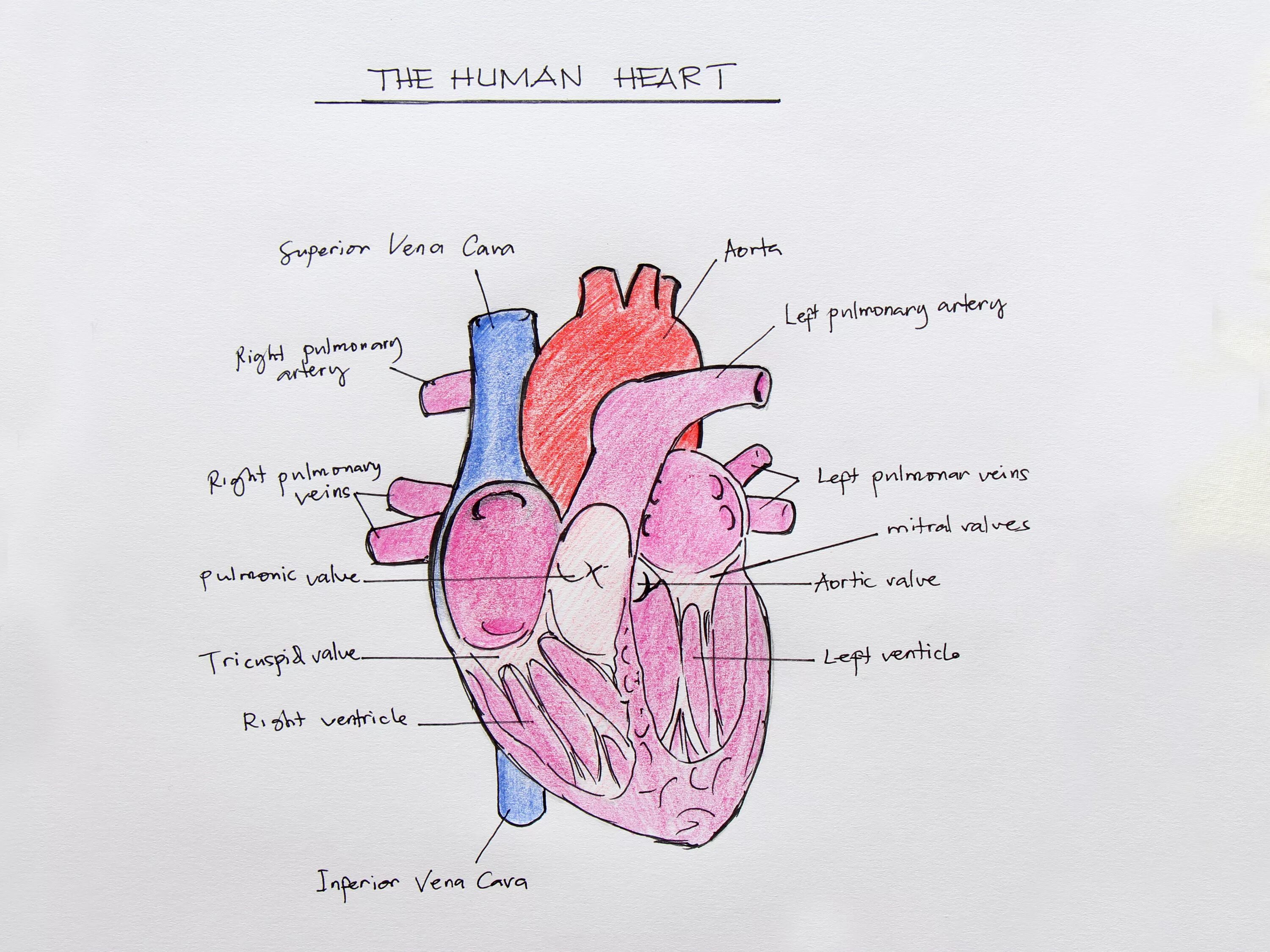 Обозначьте рисунок строение сердца. Строение сердца человека рисунок. Анатомическое строение сердца рисунок. Человеческое сердце с обозначениями.
