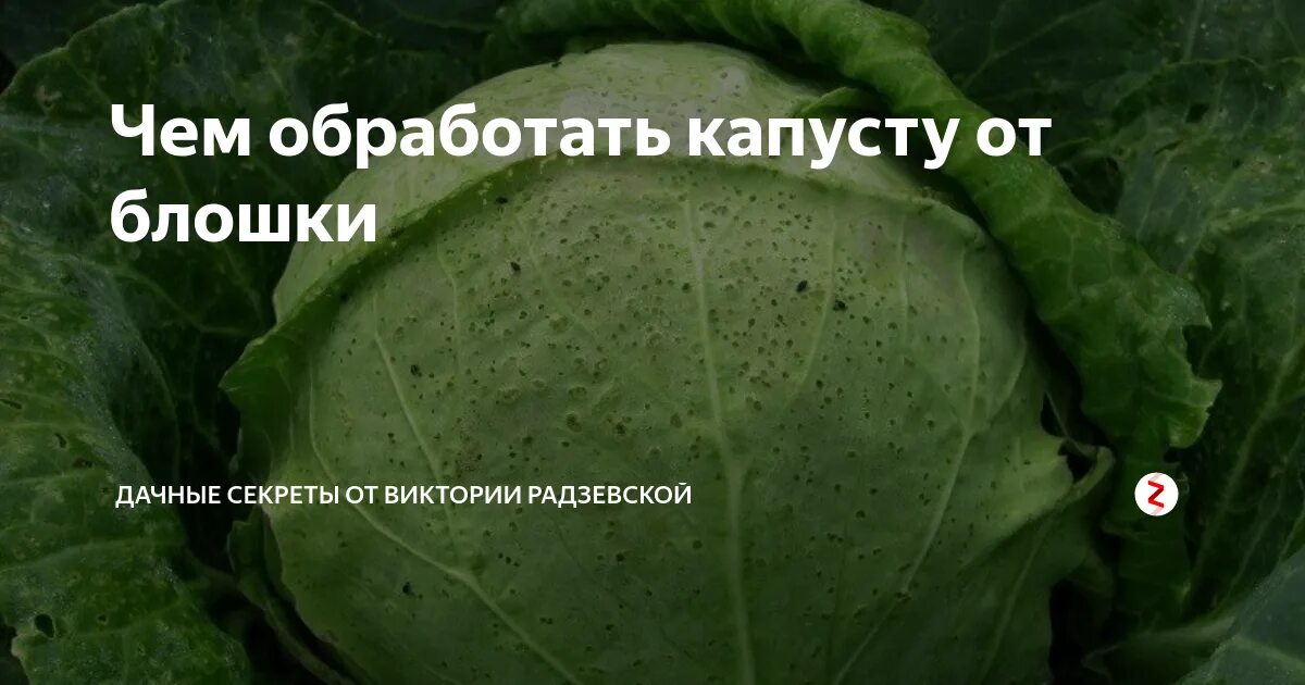 Капуста блошка. Блошка крестоцветная на Виктории. Капустная блошка препараты. Крестоцветные блошки на капусте. Обработать капусту от блошки.