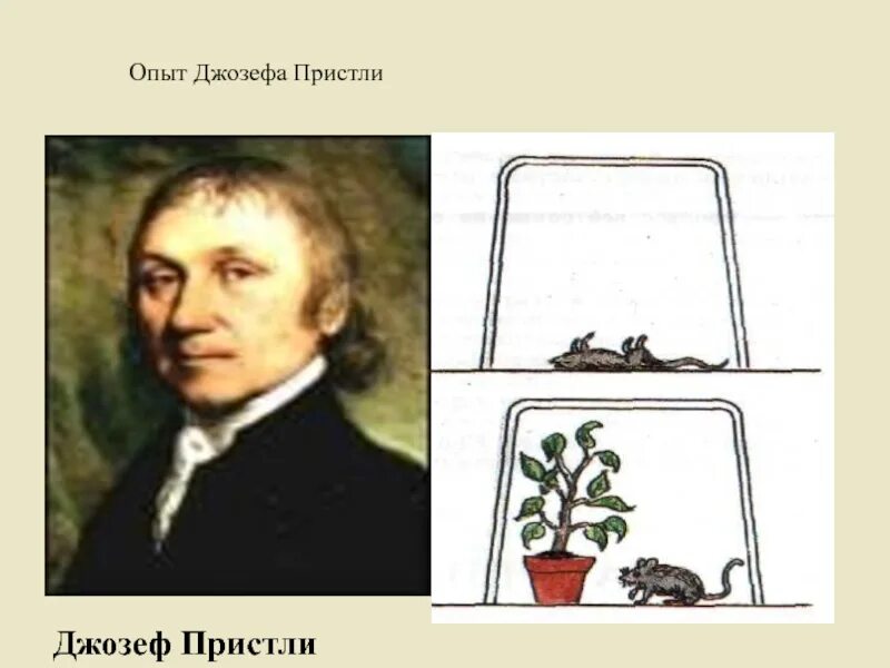 Опыт изображенный на рисунке служит доказательством фотосинтез. Эксперимент Джозефа Пристли. Опыт Джозефа Пристли фотосинтез.