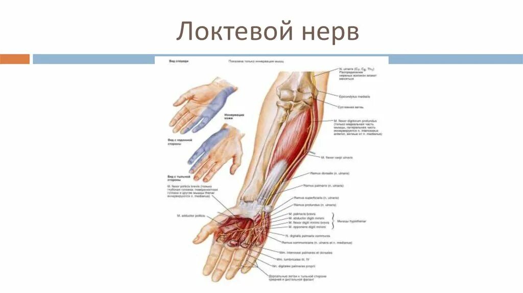 Невропатия локтевого нерва мкб. Локтевой нерв анатомия локоть. Локтевой нерв топография на локтевого сустава. Локтевой нерв Неттер. Анатомия локтевого и лучевого нерва.