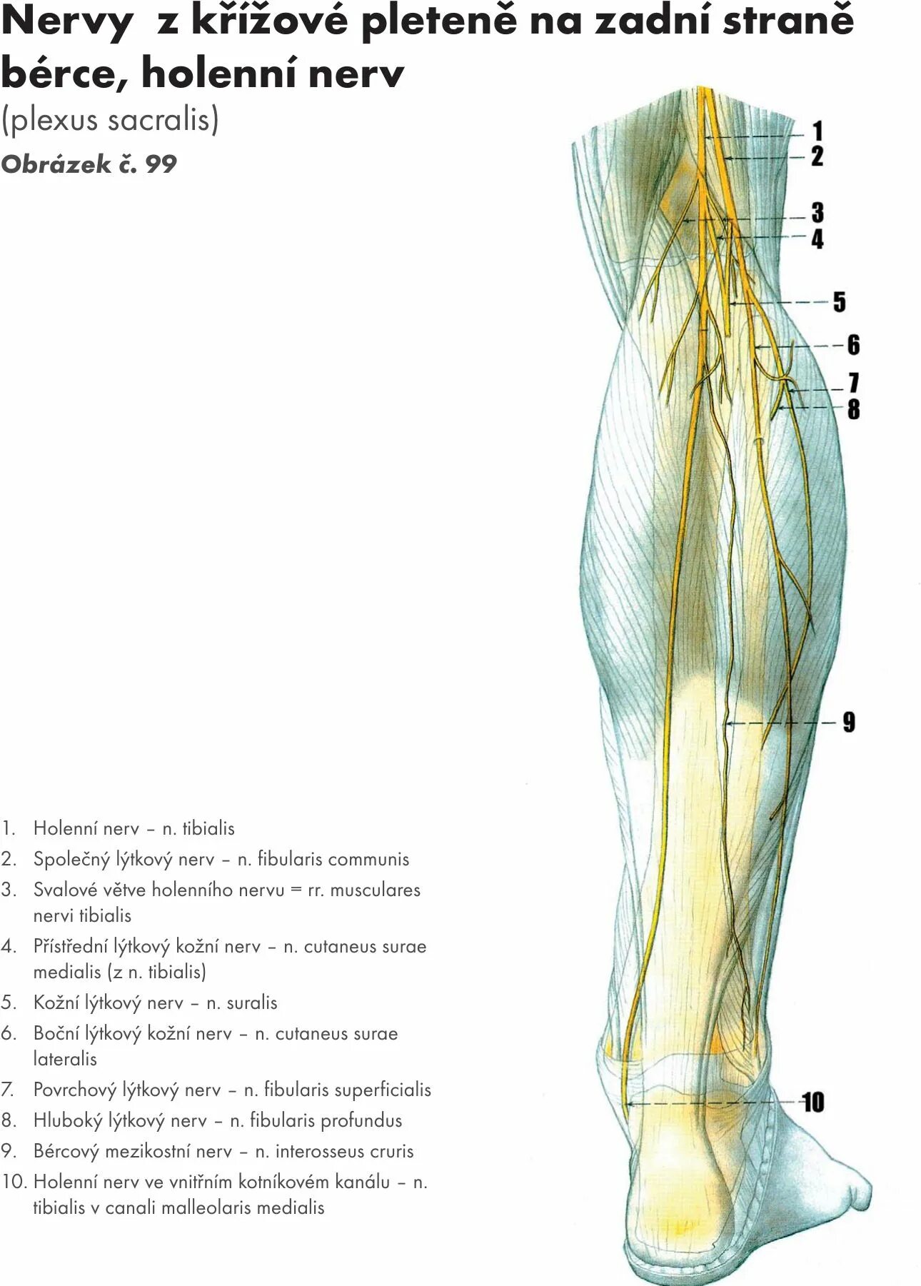 N suralis. Nervus cutaneus surae. Cutaneus surae medialis. Suralis нерв анатомия. Nervus suralis анатомия нерва.