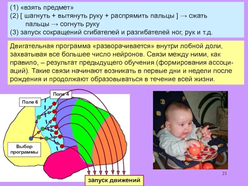 Сенсорные системы ребенка. Большие лобные доли у ребенка. Двигательные программы. Развитие сенсорных систем у детей. Центральная нервная система новорожденного