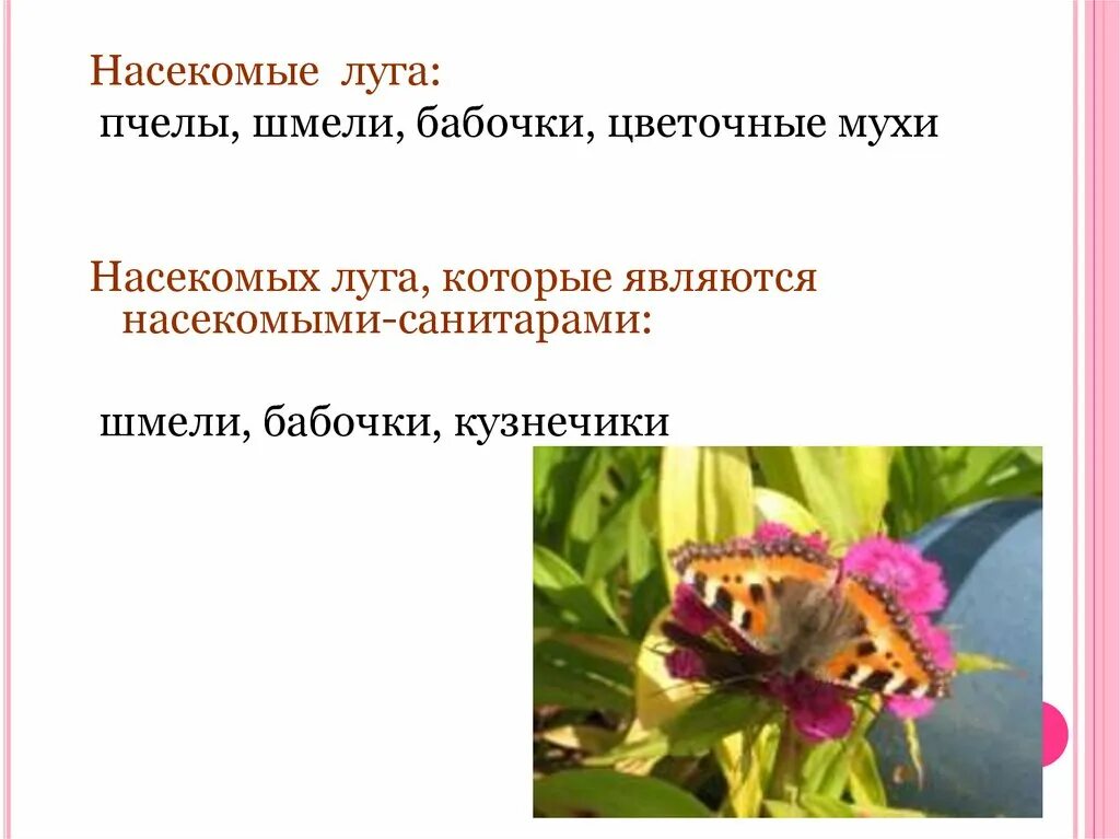 Луг царство цветов и насекомых тест. Насекомые луга которые являются насекомыми-санитарами. насекомые санитаров на лугах. насекомый санитар луга. санитарами луга являются.