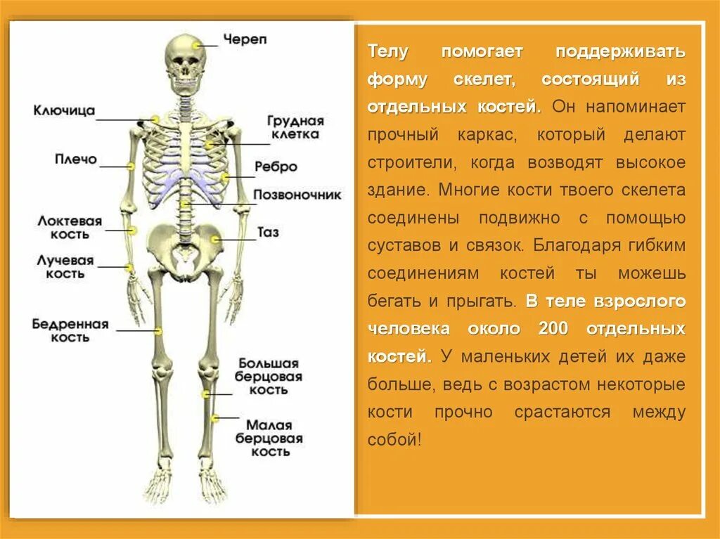 Какие кости самые крепкие