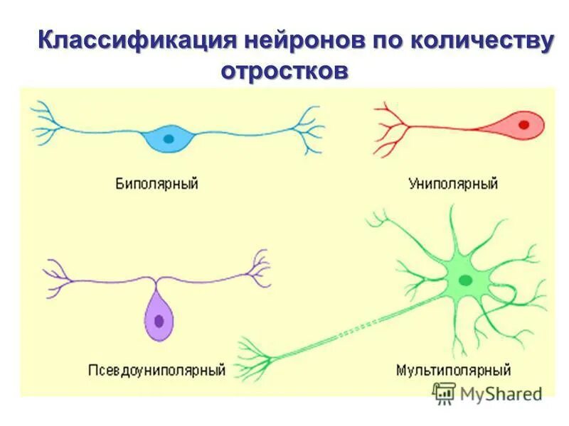 Классификация нейронов по количеству отростков. Нейрон классификация нейронов. классификация нейронов физиология. классификация нейронов по числу отростков.