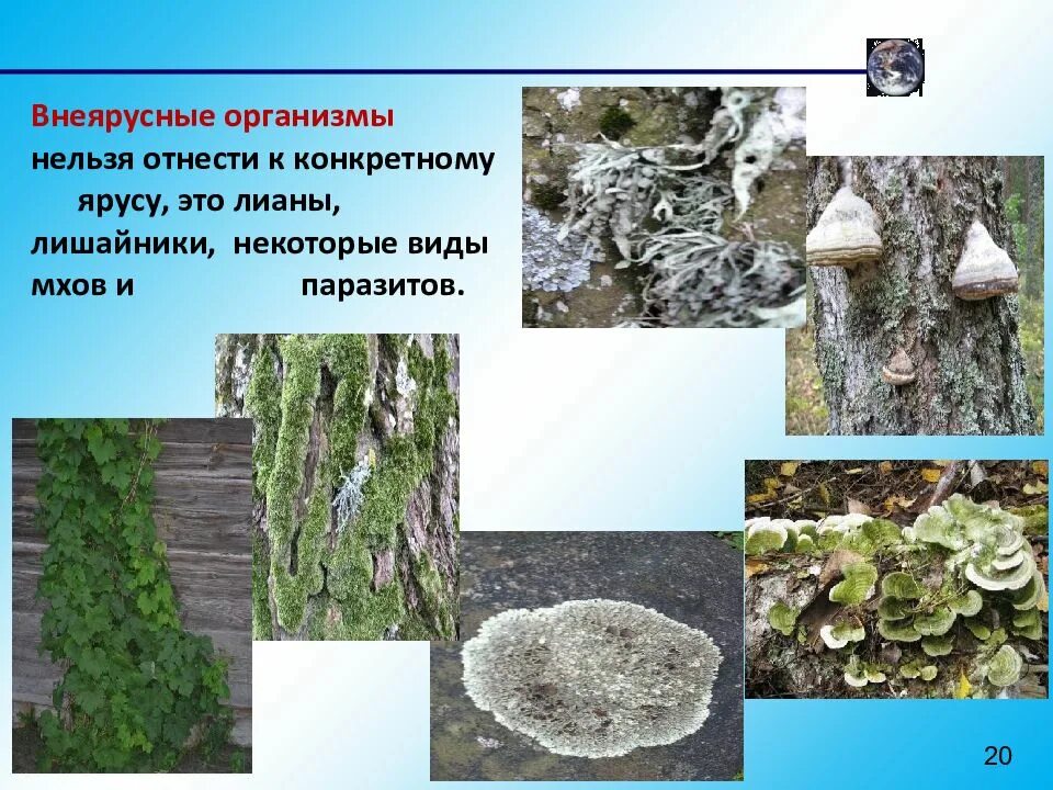 Пень в лесу. Экосистема лишайники. Мох-линдбергия. Кладония fimbriata. Первичная сукцессия рисунок.