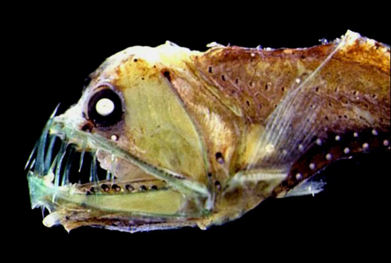 Рыба живущая на воздухе. Длиннорогий Саблезуб. Тихоокеанский хаулиод. Марианская впадина удильщик. Хаулиод рыба глубоководная.