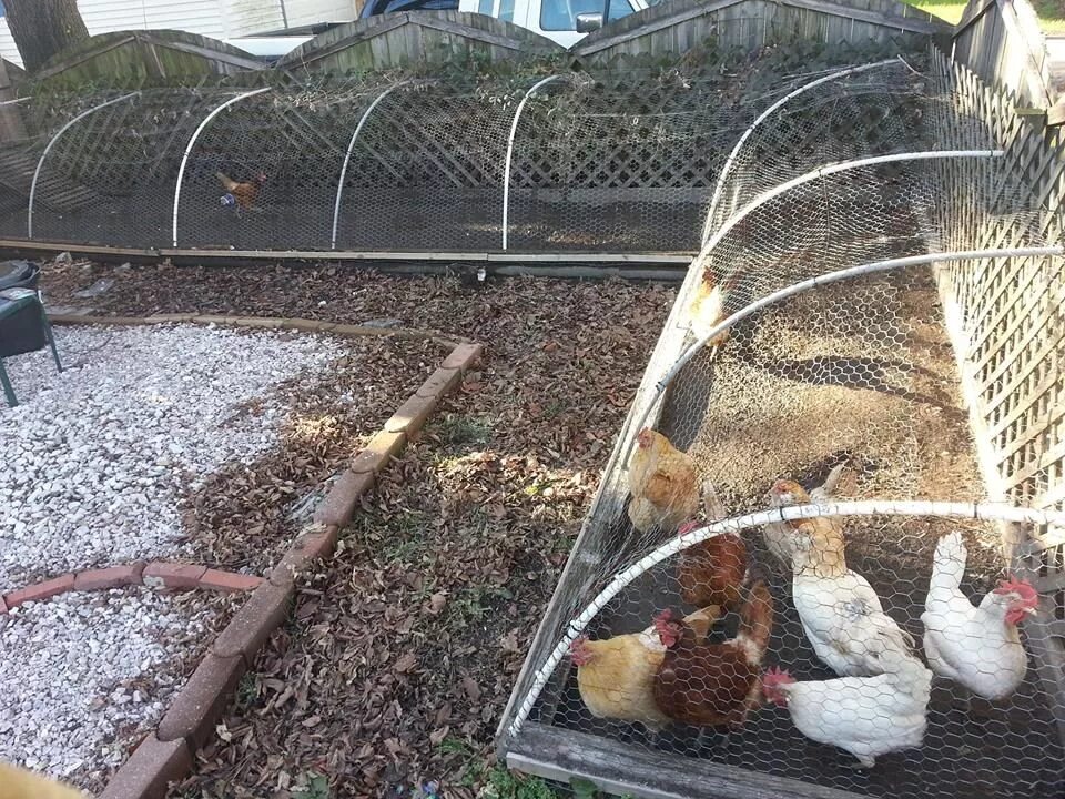 Чеснок курам несушкам