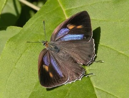Favonius