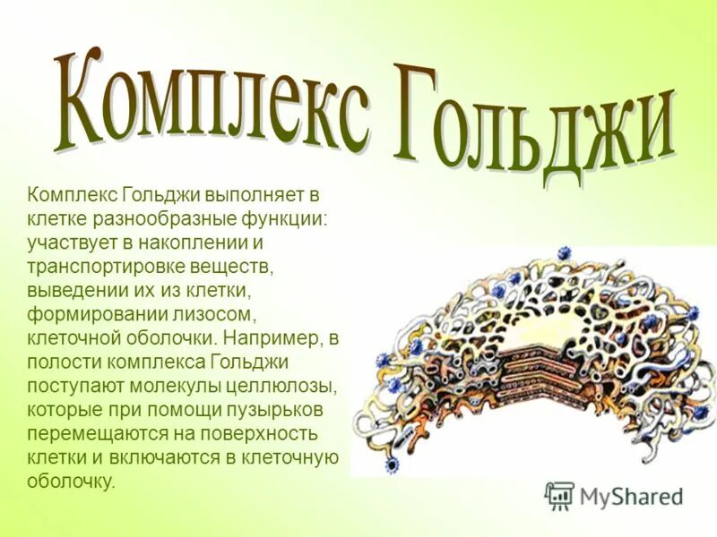 Строение комплекса гольджи в клетке. Комплекс гольджи клетки выполняет функцию. Функции пластинчатого комплекса гольджи. Комплекс гольджи клетки выполняет функцию. Функции комплекса гольджи в клетке.