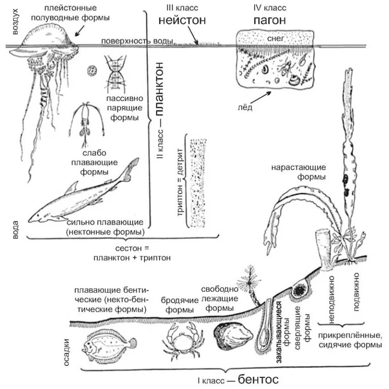 Планктон Нектон бентос Нейстон. Планктон Нектон бентос схема. Экологические группы гидробионтов схема. Экологические группы планктон Нектон бентос. Живые организмы нектон планктон бентос