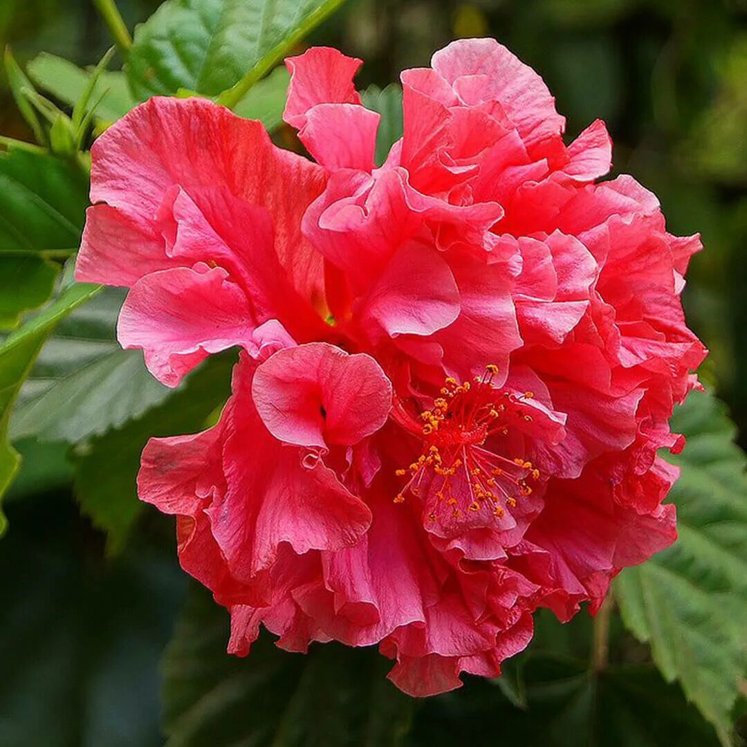 Гибискус китайский Розан. Гибискус китайский (Hibiscus Rosa sinensis). Double Red гибискус. Розан это