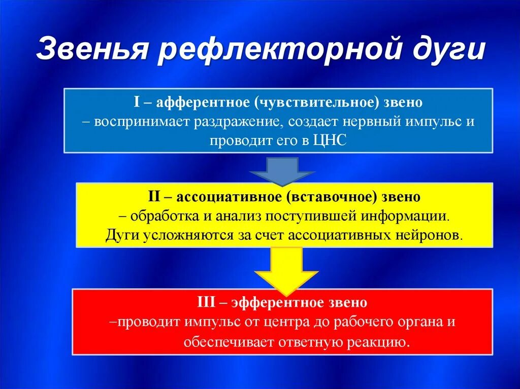 Нервное звено воспринимающее раздражение. Звенья рефлекса. введение в изучение нервной системы. чувствительность звена. чувствительное звено модуля.