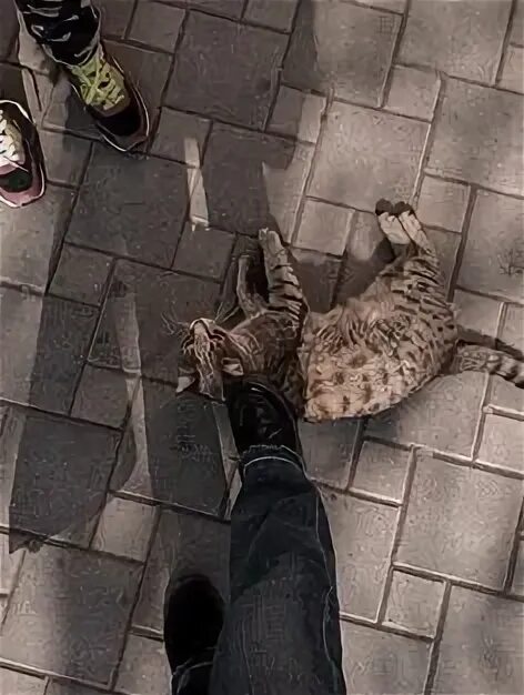 Urban cats. Urban cats