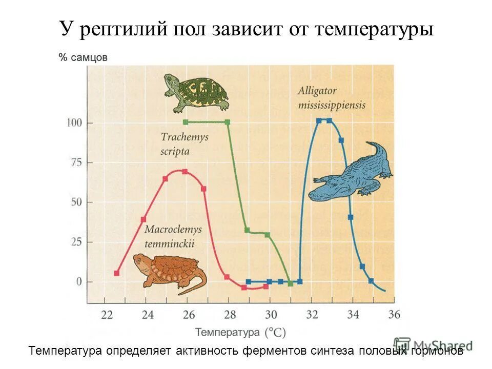 Температура пресмыкающихся зависит от. Пресмыкающиеся холоднокровные. Хладнокровные животные примеры. Пойкилотермные животные примеры. Пресмыкающиеся обитают на суше и в воде.