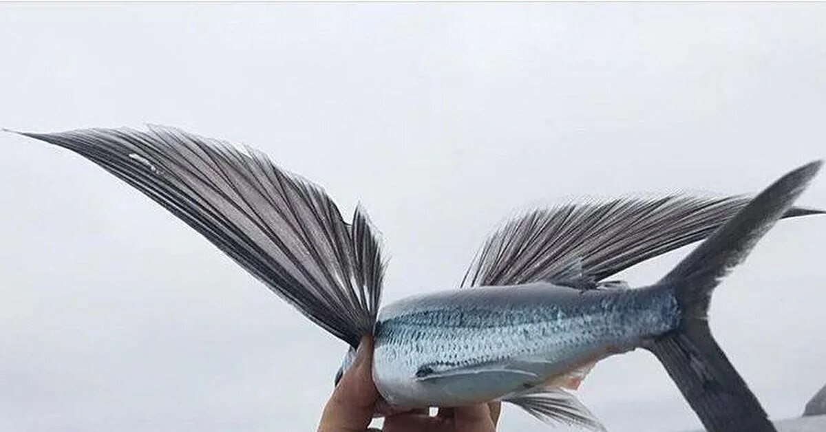 Летучая рыба 2. Пятнистый Стрижехвост рыба. Четырехкрылая летучая рыба. Летающая рыба. Хвост летучей рыбы.