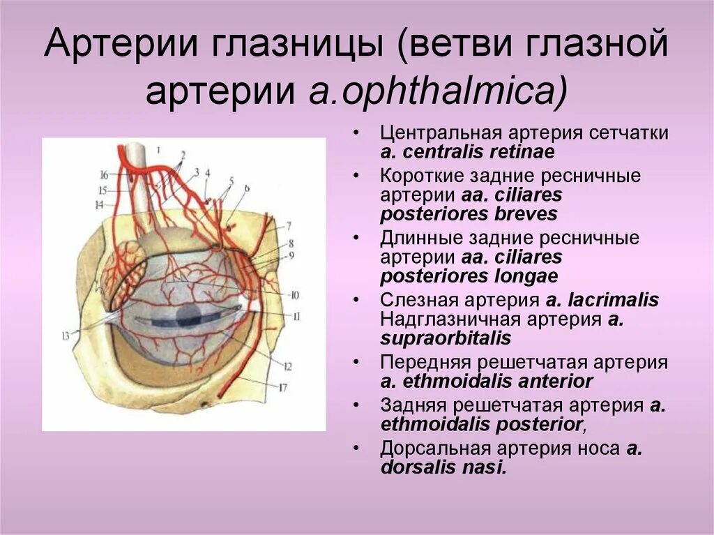 1 строение глазницы