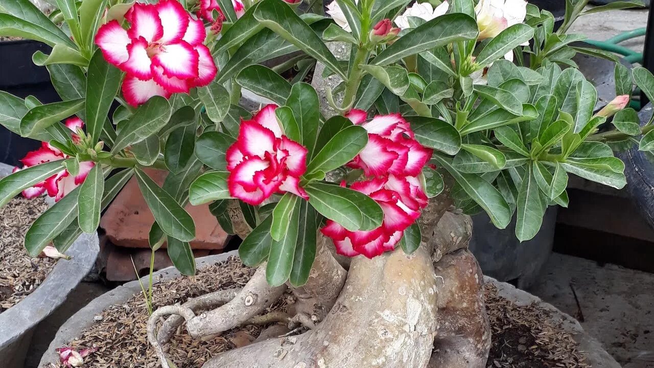 Amazon.com: Stromanthe