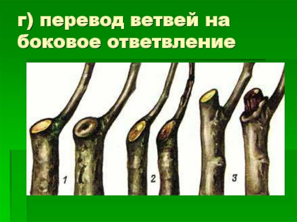 Срез на кольцо. Правильный срез веток на яблоне. Обрезка на боковое ответвление. Срез ветки на кольцо. Правильный спил веток деревьев.