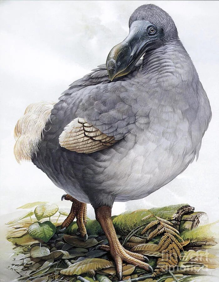Вымерший голубь маврикия. Птица додо. Вымерший голубь 5. Маврикийский дронт. Странствующие голуби.