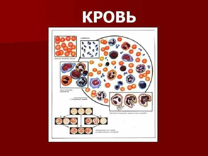 Кровотечения 8 класс биология. Тема кровь. Картинки по теме кровь. Задания по теме кровь. Путевая кровь от крови.