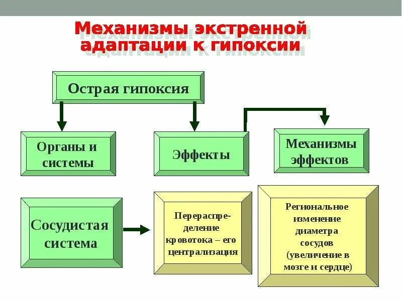 Экстренная адаптация к гипоксии. Экстренная адаптация организма к гипоксии. Механизмы экстренной и долговременной адаптации к гипоксии. Стадия срочной (экстренной) адаптации.